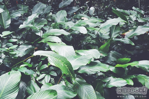 ภูสอยดาว