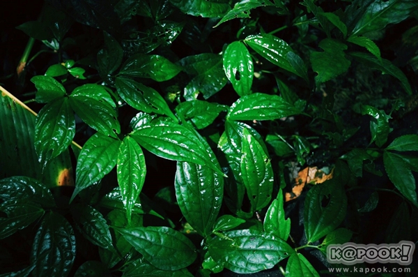 ภูสอยดาว