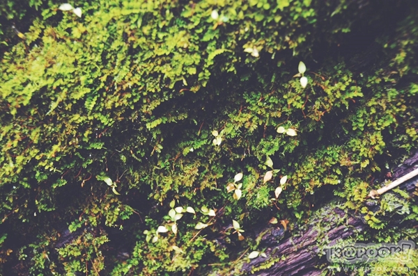 ภูสอยดาว