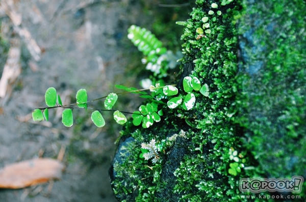 ภูสอยดาว