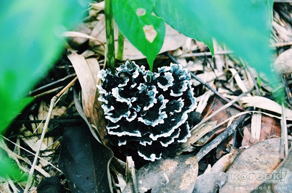 ภูสอยดาว