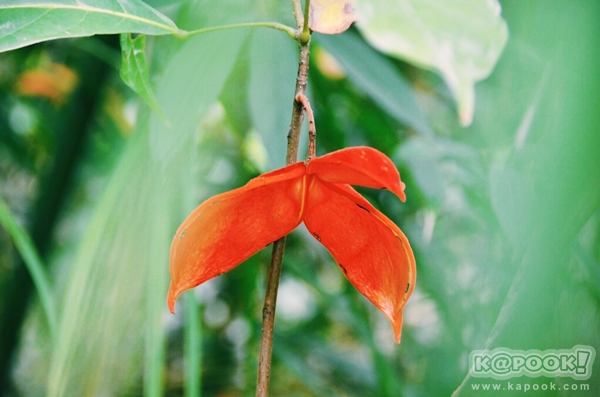 ภูสอยดาว