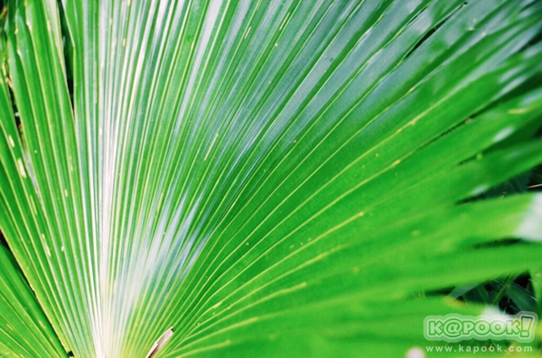 ภูสอยดาว