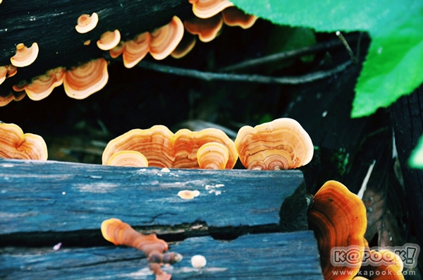 ภูสอยดาว