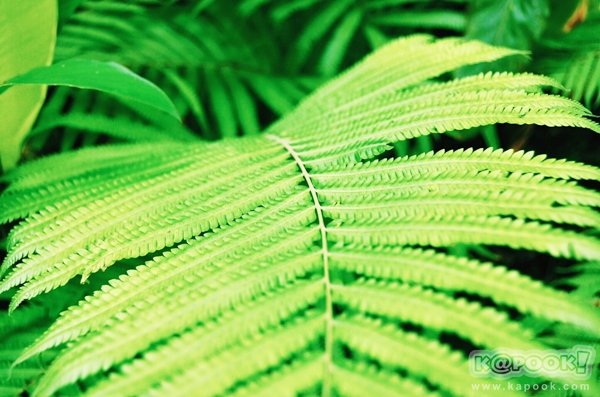 ภูสอยดาว