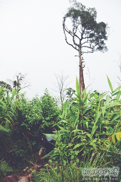 ภูสอยดาว