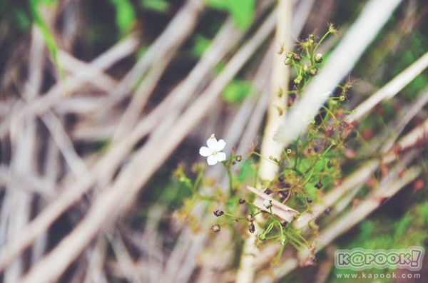 ภูสอยดาว