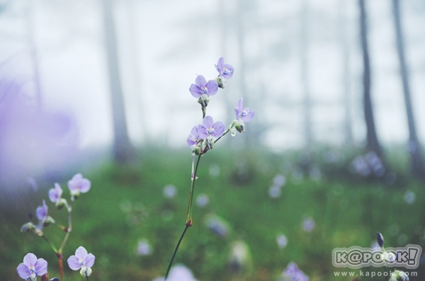 ภูสอยดาว