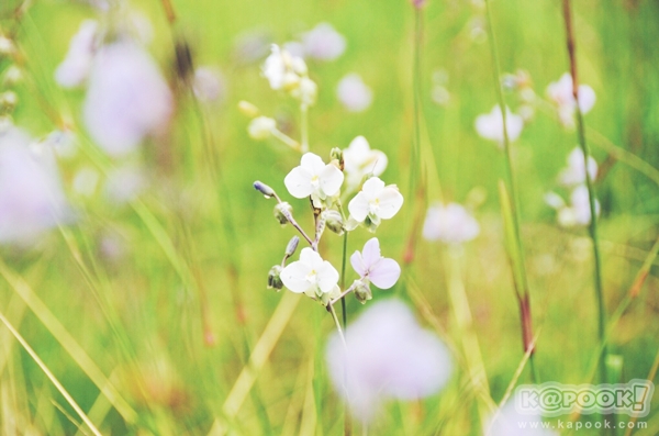 ภูสอยดาว