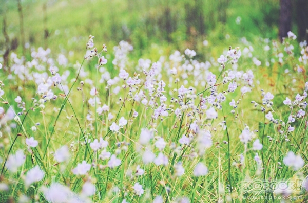 ภูสอยดาว