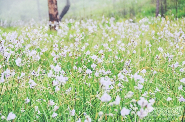 ภูสอยดาว