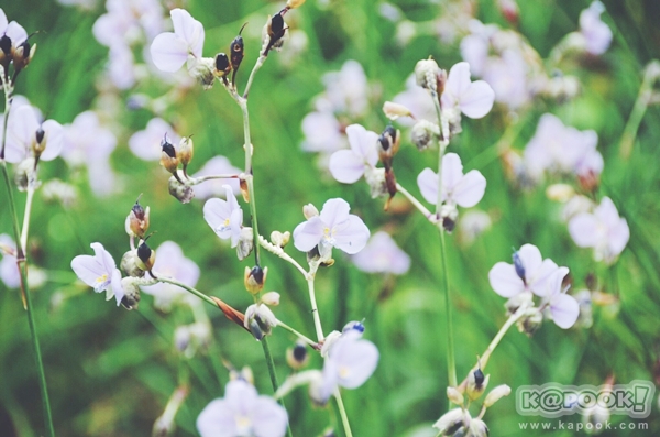 ภูสอยดาว