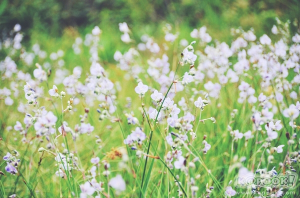 ภูสอยดาว