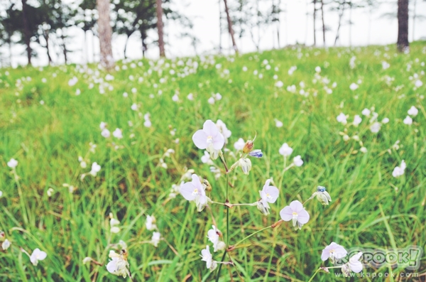 ภูสอยดาว