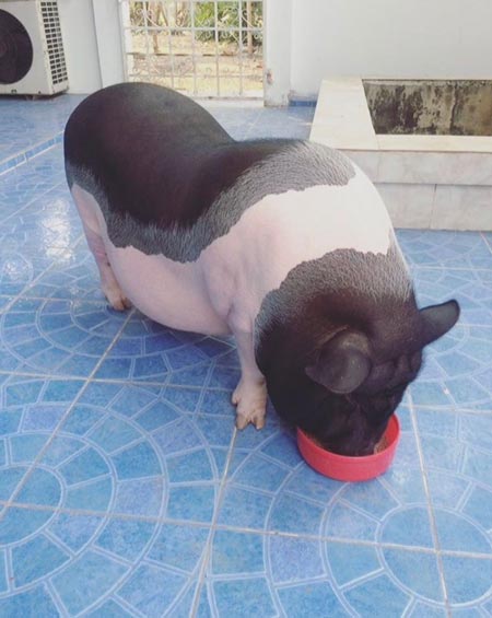 หมูแคระไซส์บิ๊ก ของ ปลื้ม สุรบถ