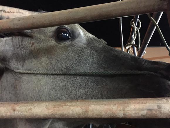 จั๊กจั่น อคัมย์สิริ