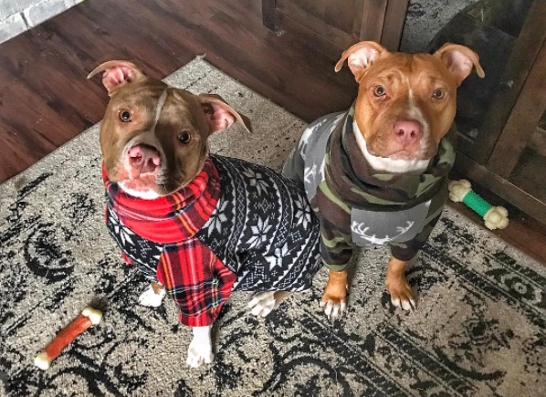 เปิดเรื่องราวชีวิตสุนัขถูกทิ้ง