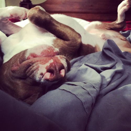 เปิดเรื่องราวชีวิตสุนัขถูกทิ้ง