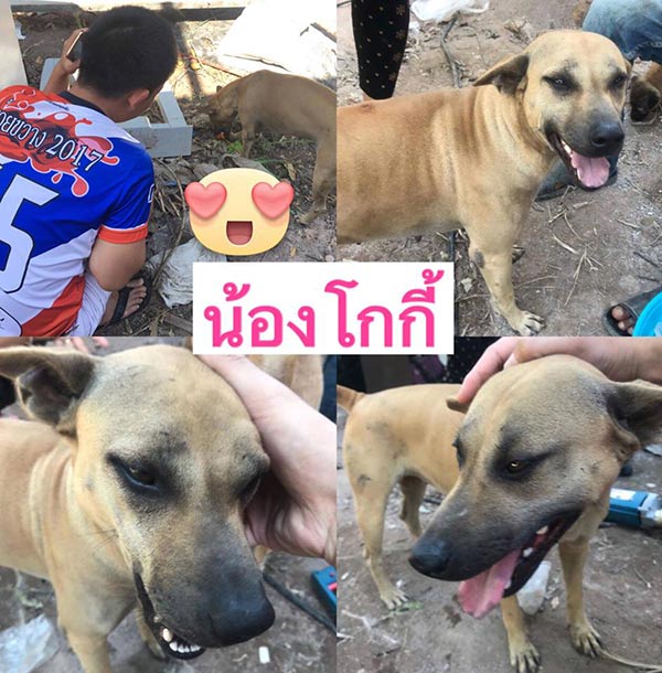 สุนัขถูกทิ้ง