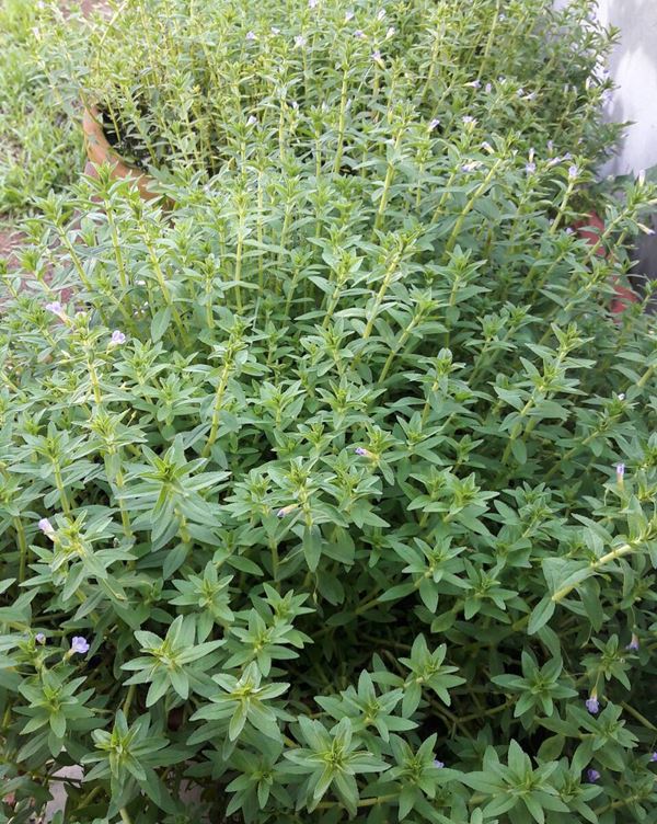 โก โกสินทร์ คำพ่อสอน