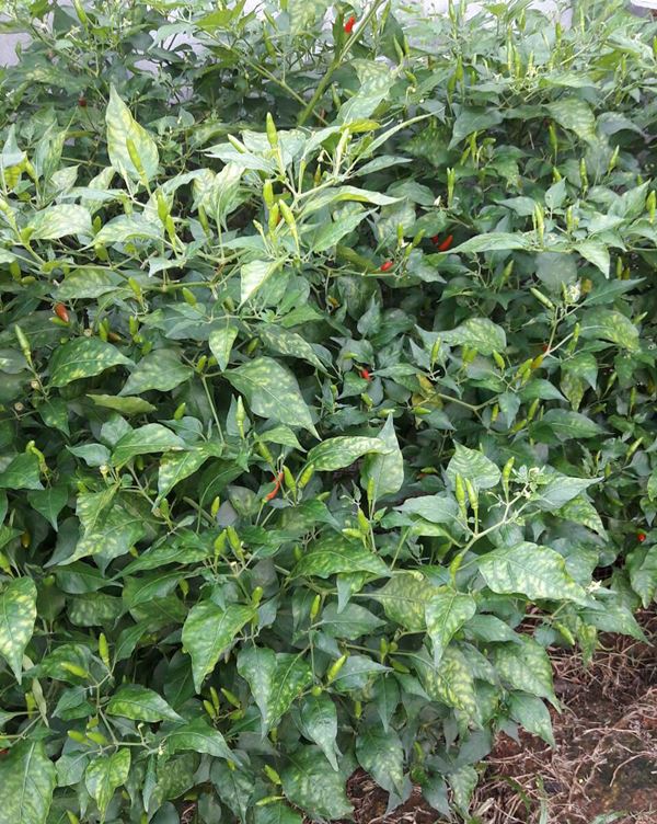 โก โกสินทร์ คำพ่อสอน