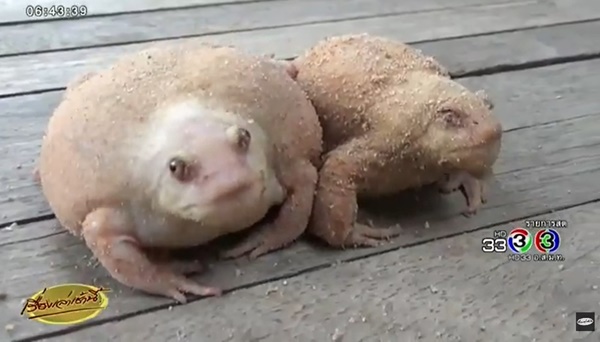 อึ่งอ่างเผือกขาวอมชมพู