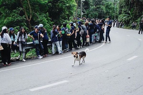 เจ้าเตี้ย หมาหล่อ