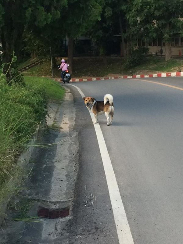 เจ้าเตี้ย หมาหล่อ