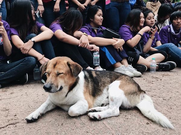 เจ้าเตี้ย หมาหล่อ