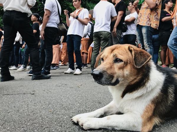 เจ้าเตี้ย หมาหล่อ