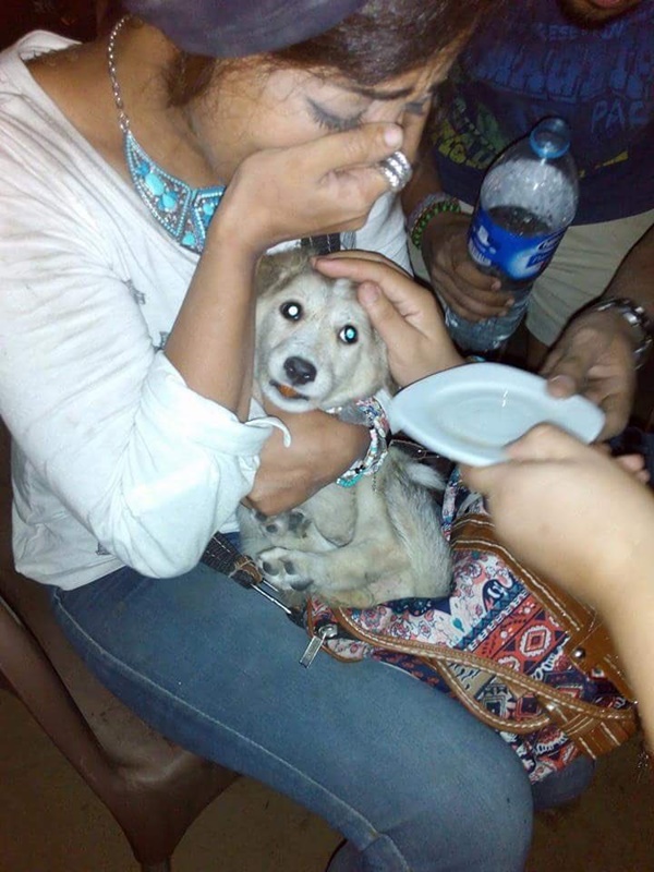 ช่วยเหลือสุนัข