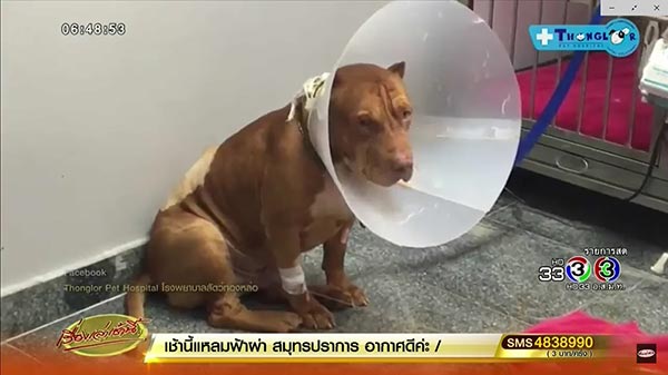 หมาพิทบูลกัดเจ้าของ