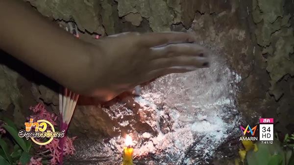 ต้นยางนางยักษ์