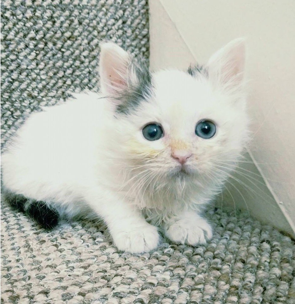 ลูกแมวตาบอด