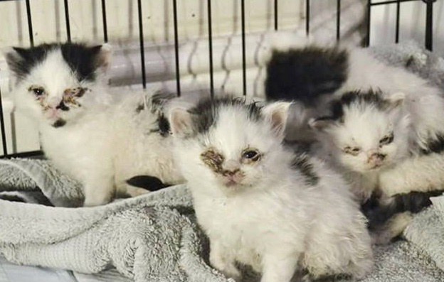 ลูกแมวตาบอด