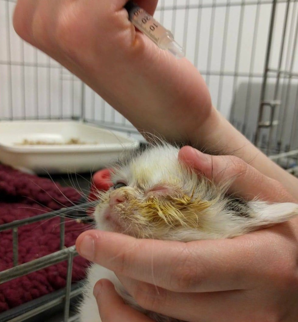 ลูกแมวตาบอด