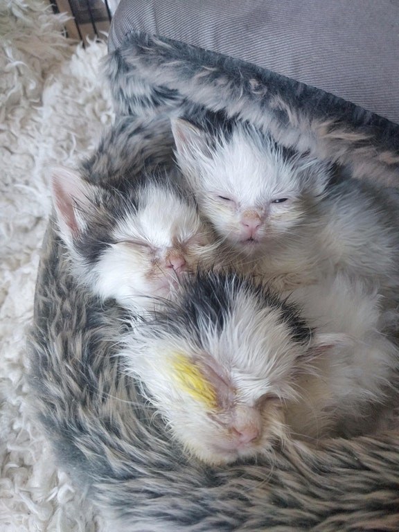 ลูกแมวตาบอด