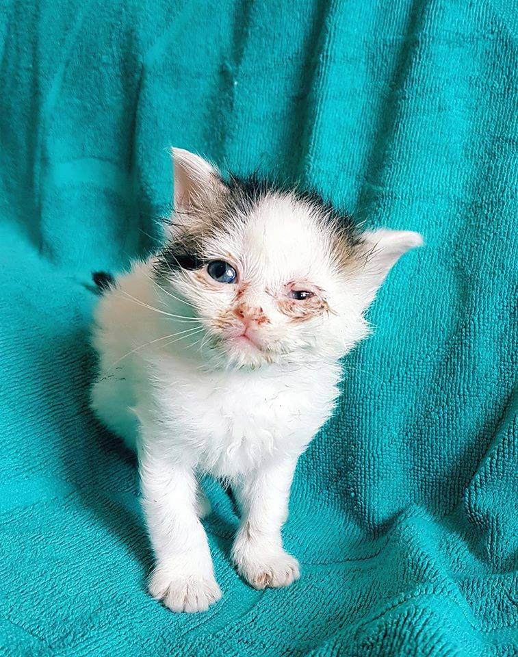 ลูกแมวตาบอด