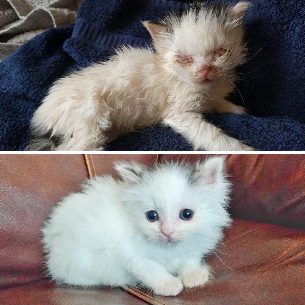 ลูกแมวตาบอด