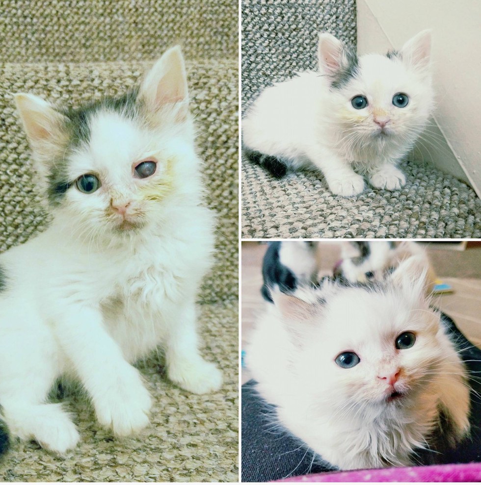 ลูกแมวตาบอด