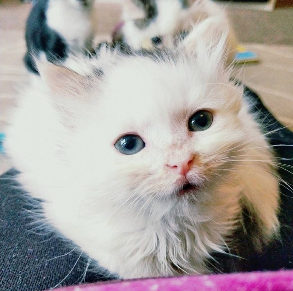 ลูกแมวตาบอด