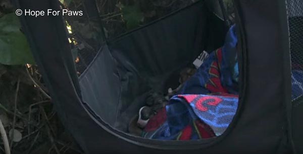 ช่วยหมา