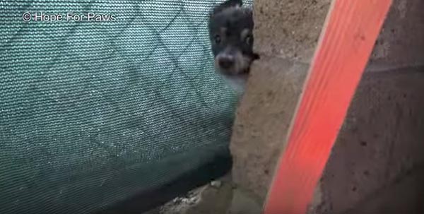 ช่วยหมา