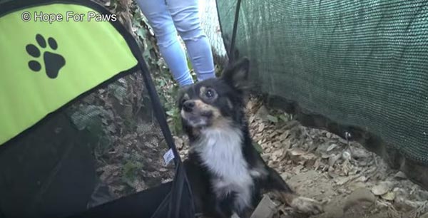 ช่วยหมา