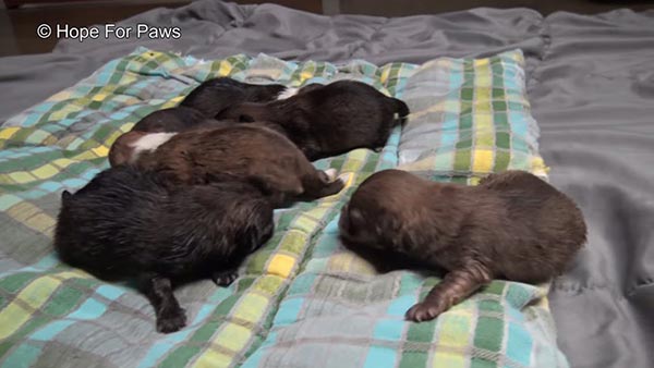 ช่วยหมา