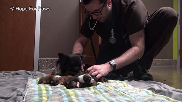 ช่วยหมา