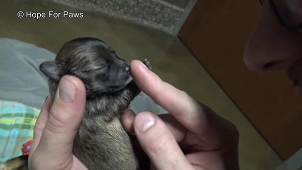 ช่วยหมา