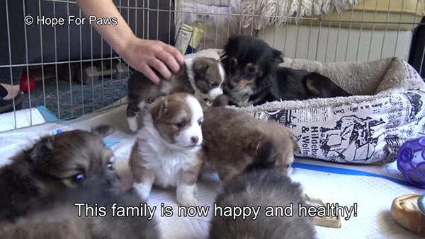 ช่วยหมา