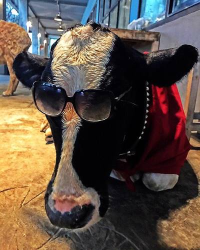 สัตว์เลี้ยงแสนรักของ ตุ๊กกี้-บูบู้