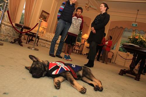 สุนัขตำรวจขี้เล่นเกินไปจนถูกปลด